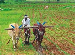 Farmers Wing